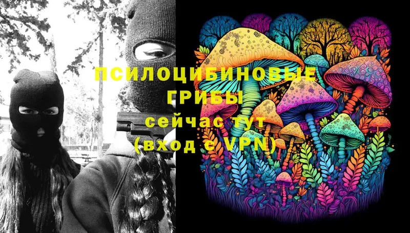 Галлюциногенные грибы Psilocybe  Заполярный 